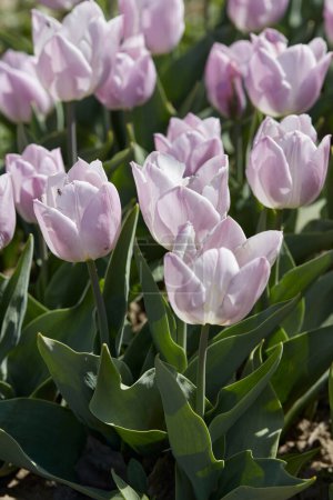 Photo for Tulip Candy Prince, pale purple flowers in spring sunlight - Royalty Free Image