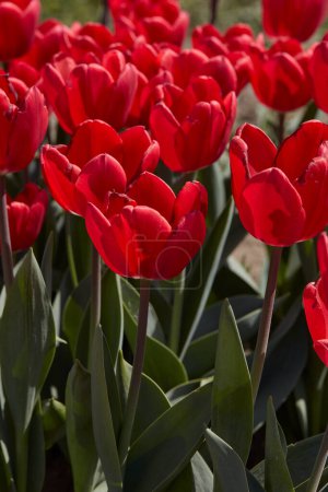 Foto de Tulipán Cherry Delight, flores rojas a la luz del sol de primavera - Imagen libre de derechos