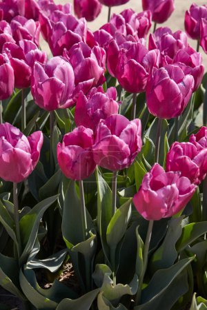 Photo for Tulip Purple Prince flowers in spring sunlight - Royalty Free Image