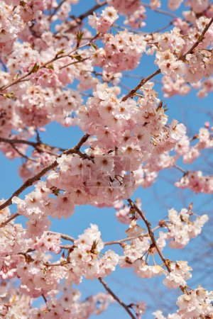 Téléchargez les photos : Fleur de cerisier, branches avec des fleurs roses texture fond dans un jour de printemps ensoleillé, ciel bleu - en image libre de droit