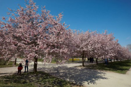 Foto de VENARIA REALE, ITALIA - 29 DE MARZO DE 2023: Flor de cerezo con flor rosa y gente en el parque Reggia di Venaria a la luz del sol de primavera - Imagen libre de derechos