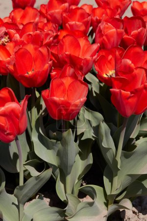 Tulip Lalibela, red flowers in spring sunlight