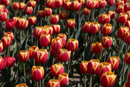 Foto de Flores de tulipán con pétalos amarillos y rojos a la luz del sol de primavera - Imagen libre de derechos