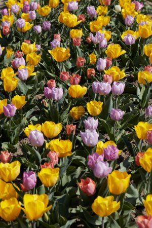 Photo for Tulip flowers in yellow, purple and ancient pink texture background in spring sunlight - Royalty Free Image