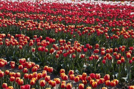 Tulip field, red, yellow and white flowers in spring sunlight