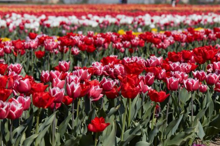 Foto de Campo de tulipanes con flores en colores rojo, rosa, blanco y amarillo a la luz del sol de primavera - Imagen libre de derechos