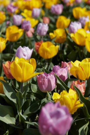 Téléchargez les photos : Fleurs de tulipes naines en couleur jaune, pourpre et rose fond de texture au soleil de printemps - en image libre de droit