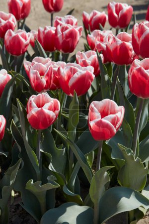Tulpe Lech Walesa, rot rosa und weiße Blüten im Frühlingssonnenlicht