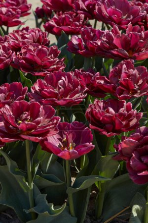 Foto de Tulip Silk Road, flores de color rojo oscuro y campo a la luz del sol de primavera - Imagen libre de derechos