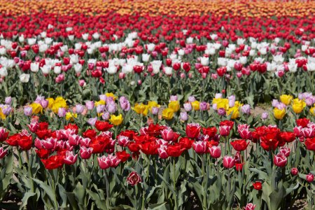 Téléchargez les photos : Champ de tulipes avec des fleurs en rouge, rose, blanc et jaune au soleil de printemps - en image libre de droit