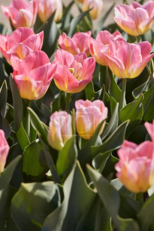 Téléchargez les photos : Tulipe Tom Pouce fleurs et champ au soleil de printemps - en image libre de droit