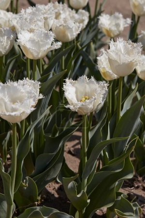 Tulipe miel lune blanc frangé fleurs et champ au printemps la lumière du soleil