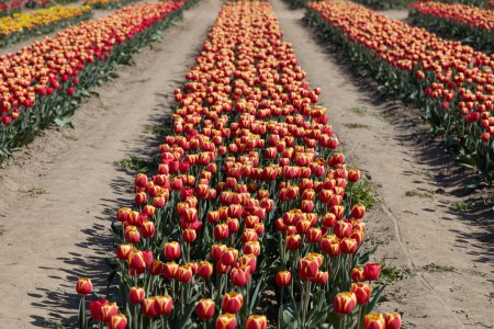 Téléchargez les photos : Rangée de fleurs de tulipes de couleurs rouge et jaune, champ au soleil de printemps - en image libre de droit