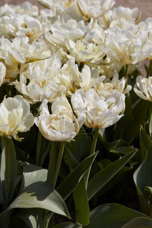 Téléchargez les photos : Tulipe Empereur exotique fleurs blanches texture fond dans la lumière du soleil de printemps - en image libre de droit