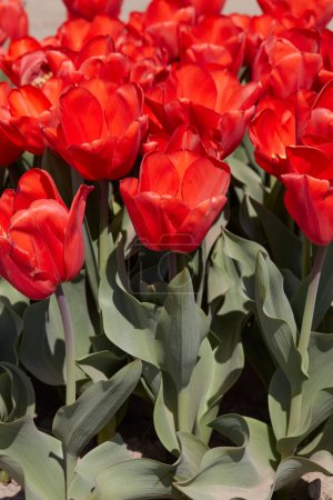Tulpe Lalibela, rote Blüten im Frühlingssonnenlicht