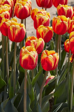 Foto de Tulipán Rambo flores en colores rojo y amarillo en primavera la luz del sol - Imagen libre de derechos