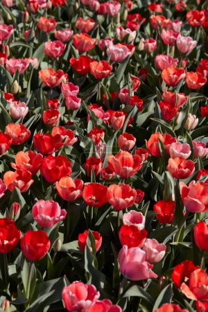 Foto de Flores de tulipán y campo en colores rojo y rosa textura fondo en primavera luz del sol - Imagen libre de derechos