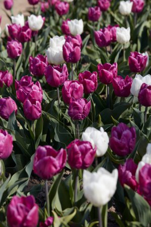 Foto de Flores tulipanes en colores púrpura y blanco textura fondo en primavera luz del sol - Imagen libre de derechos