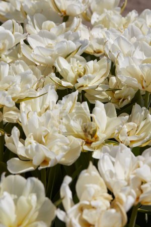 Téléchargez les photos : Tulipe Empereur exotique fleurs blanches texture fond dans la lumière du soleil de printemps - en image libre de droit