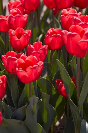 Téléchargez les photos : Rendez-vous des tulipes, fleurs rouges au soleil de printemps - en image libre de droit