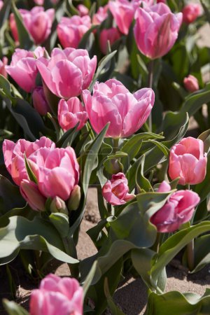 Photo for Tulip Happy Family flowers in pink color texture background - Royalty Free Image