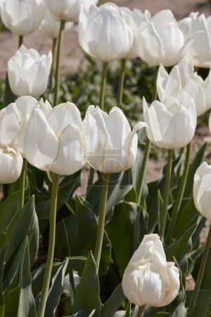 Téléchargez les photos : Tulipe Beauté des fleurs blanches au soleil de printemps - en image libre de droit