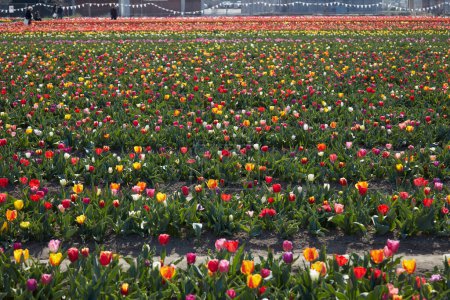 Photo for TURIN, ITALY - MARCH 29 , 2023: Tulipani Italiani exhibition, colorful tulip flowers and field in spring sunlight - Royalty Free Image