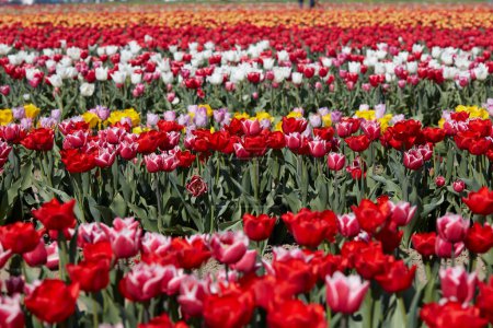 Téléchargez les photos : Champ de tulipes avec des fleurs en rouge, rose, blanc et jaune au soleil de printemps - en image libre de droit