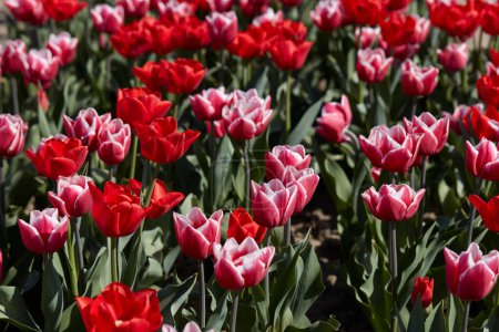 Foto de Flores tulipanes en rojo y rosa con bordes blancos textura fondo en primavera luz del sol - Imagen libre de derechos