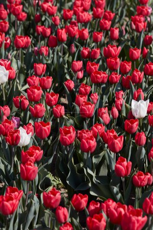 Foto de Flores de tulipán en rojo con algunos colores blancos textura backgrond en primavera la luz del sol - Imagen libre de derechos