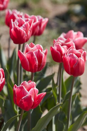 Foto de Tulipán Debutante flores en primavera la luz del sol - Imagen libre de derechos