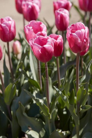 Foto de Tulipán Jumbo Flores rosadas a la luz del sol de primavera - Imagen libre de derechos
