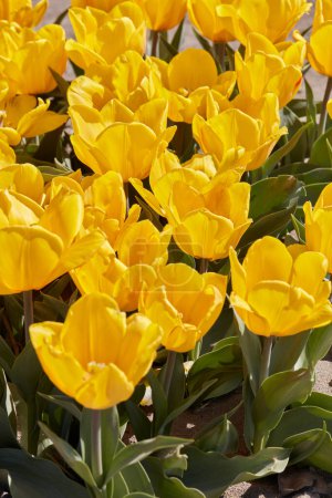 Téléchargez les photos : Tulipe Sunny Prince fleurs jaunes au soleil de printemps - en image libre de droit