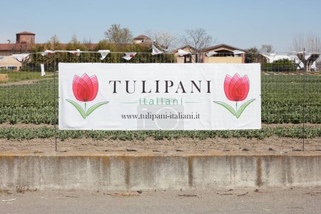 Foto de TURÍN, ITALIA - 29 DE MARZO DE 2023: Muestra de Tulipani Italiani, coloridas flores de tulipán y campo a la luz del sol de primavera - Imagen libre de derechos