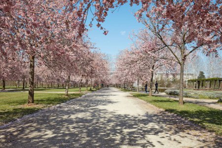 Foto de VENARIA REALE, ITALIA - 29 DE MARZO DE 2023: Flor de cerezo con flor rosa en el parque Reggia di Venaria y gente a la luz del sol en primavera - Imagen libre de derechos