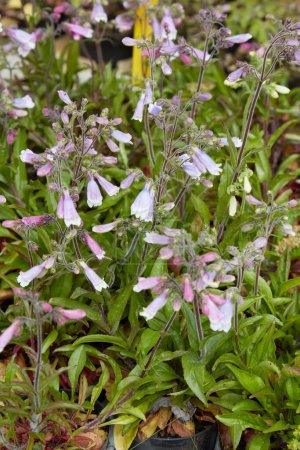 Penstemon hirsutus pygmaeus or Hairy Beardtongue herbs with pink flowers 