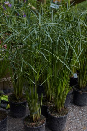 Cyperus alternifolius, Papyruspflanzen in Vasen