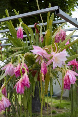 Epiphyllum, plante épiphyte aux fleurs roses également connue sous le nom de cactus d'orchidées