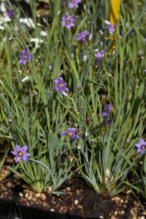 Sisyrinchium angustifolium, blue-eyed grass plants with purple flowers in sunlight 