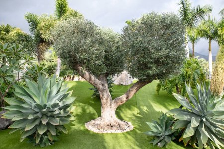 Photo for Old olive tree in a big garden surrounded by tropical flora, very neat and trimmed turf and water irrigation pipes helping in the hot weather, healthy landscape with artificial and manmade aesthetics - Royalty Free Image