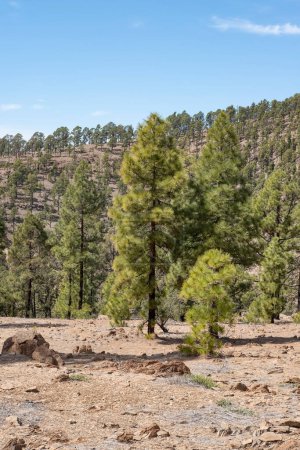 Foto de Bosques de gran altitud conocidos localmente como corona forestal, poblados por Pinus canariensis, un pino endémico que prospera en mayor elevación, típicamente por encima de 600 metros, Tenerife, Islas Canarias, España - Imagen libre de derechos