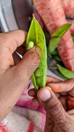 Woman is peeling peas for cooking