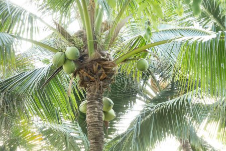 Photo for Coconuts palm tree and fruits in Thai tropical garden - Royalty Free Image