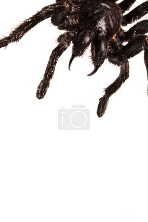 Téléchargez les photos : Tarentule poilue effrayante avec de grandes crocs isolées sur du blanc - en image libre de droit