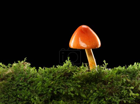 Téléchargez les photos : Champignon orange et jaune sur un sol forestier mousseux vert humide et humide. Isolé sur noir. - en image libre de droit