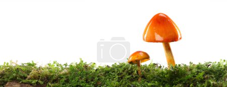Téléchargez les photos : Deux champignons orange et jaune sur un sol forestier mousseux vert humide et humide. Isolé sur blanc. - en image libre de droit