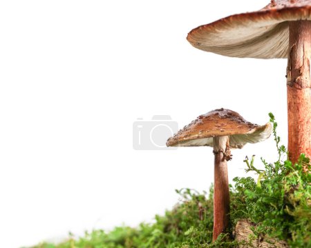 Téléchargez les photos : Deux champignons bruns sur un sol forestier mouillé et vert humide. Isolé sur blanc. - en image libre de droit
