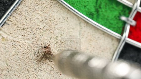 Téléchargez les photos : Un coup de chance sur un million d'une fléchette frappant un moustique sur un jeu de fléchettes. - en image libre de droit