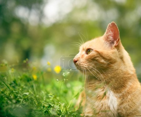 Téléchargez les photos : Chat orange tabby à l'extérieur dans l'herbe et regardant sur le côté. - en image libre de droit