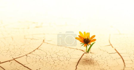 Trockener rissiger Wüstenboden mit einzelnen Blüten, die aus der Wüste emporsprießen. Konzept, das globale Erwärmung oder Klimawandel zeigt, Hoffnung angesichts von Widrigkeiten, Entschlossenheit oder anderen Umweltproblemen.